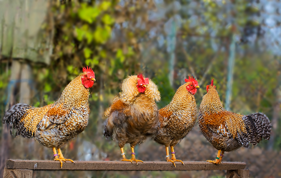 Bielefelder Kennhuhn