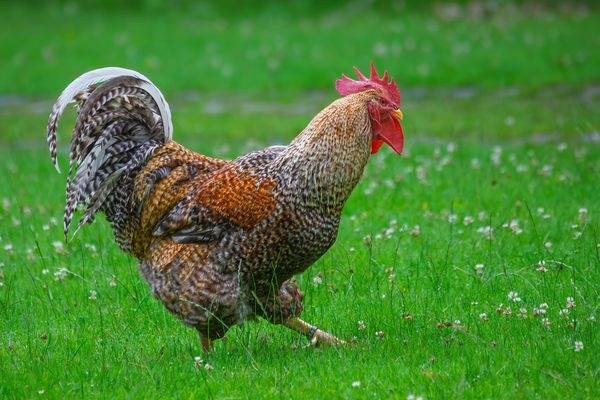 Bielefelder Kennhuhn