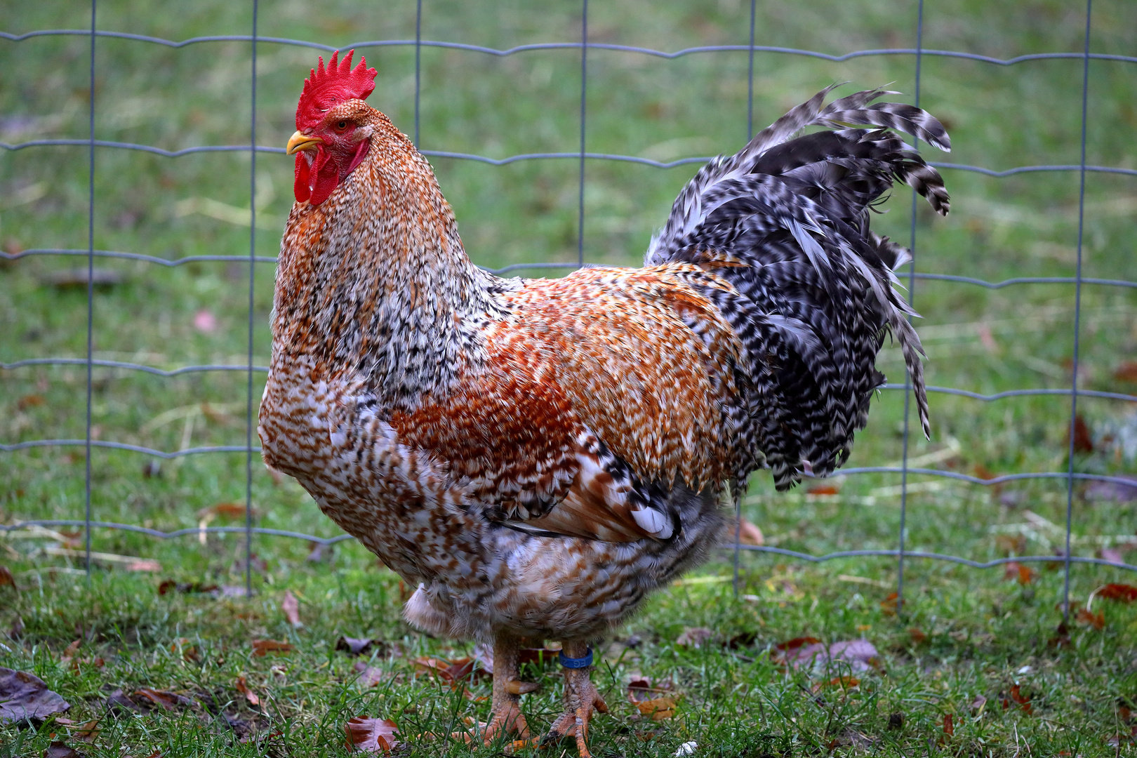 Bielefelder Kennhuhn - Hahn - Tierpark Olderdissen