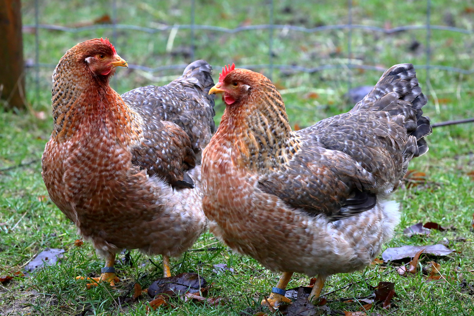 Bielefelder Kennhuhn - Tierpark Olderdissen