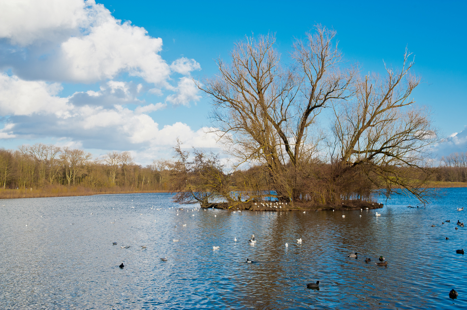 Bielefelder Obersee (2)