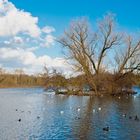 Bielefelder Obersee (2)