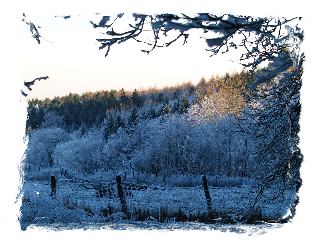 Bielefelder Wald