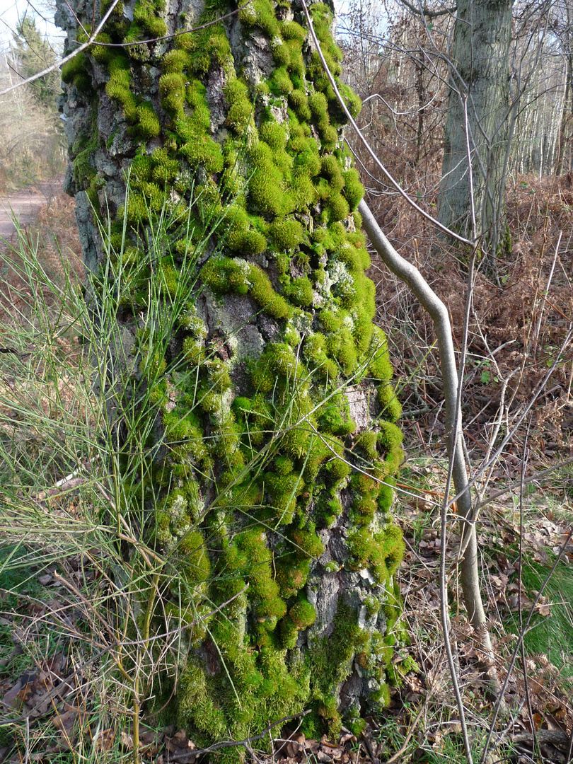 Bien au chaud dans son manteau vert ?