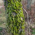 Bien au chaud dans son manteau vert ?