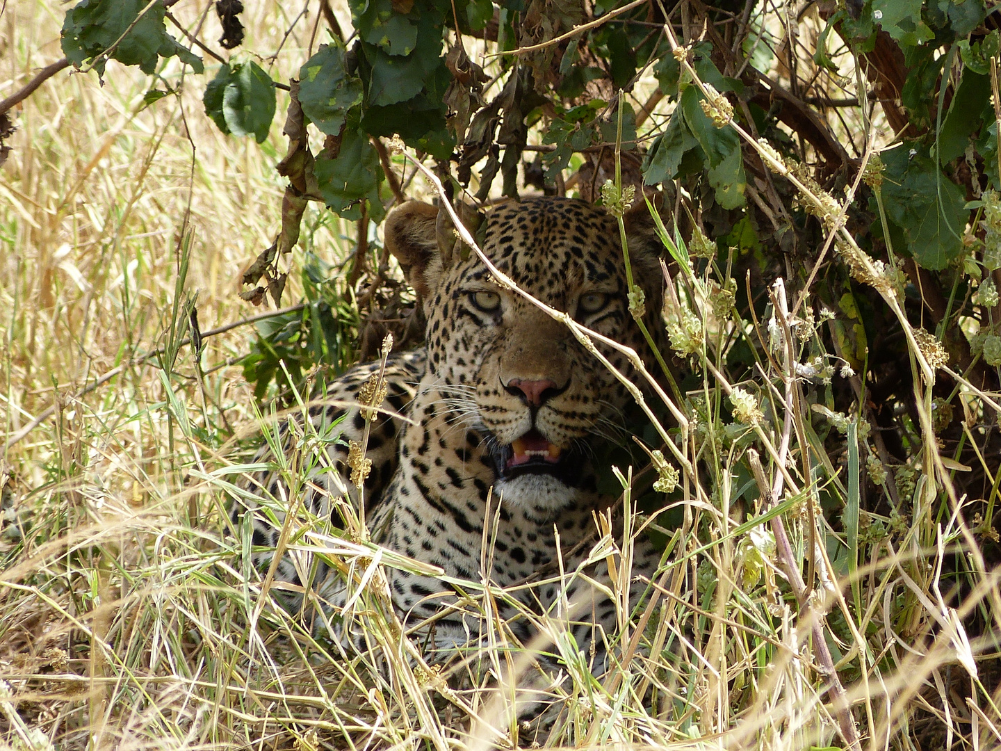 Bien caché, mais trouvé quand même - Parc de Tarangire