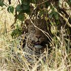 Bien caché, mais trouvé quand même - Parc de Tarangire