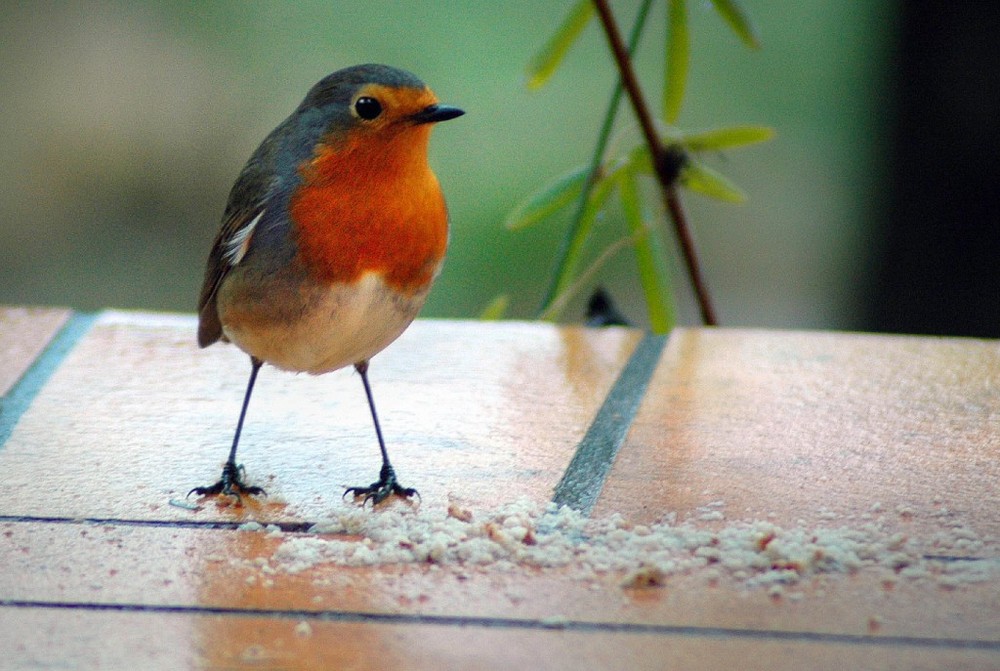 Bien campé sur ses pattes !