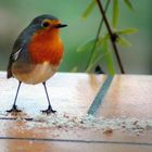 Bien campé sur ses pattes !