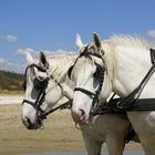 Bien connus en Baie de Somme ....