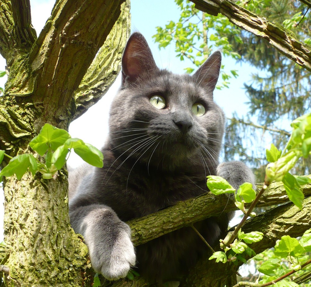 Bien dans son arbre