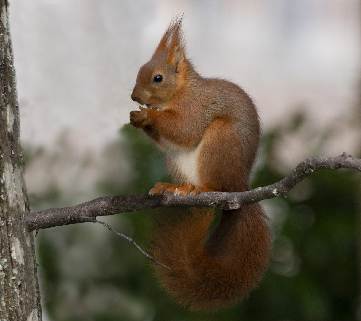 Bien installé pour le déjeuner ! (Sciurus vulgaris, écureuil roux)