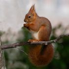 Bien installé pour le déjeuner ! (Sciurus vulgaris, écureuil roux)