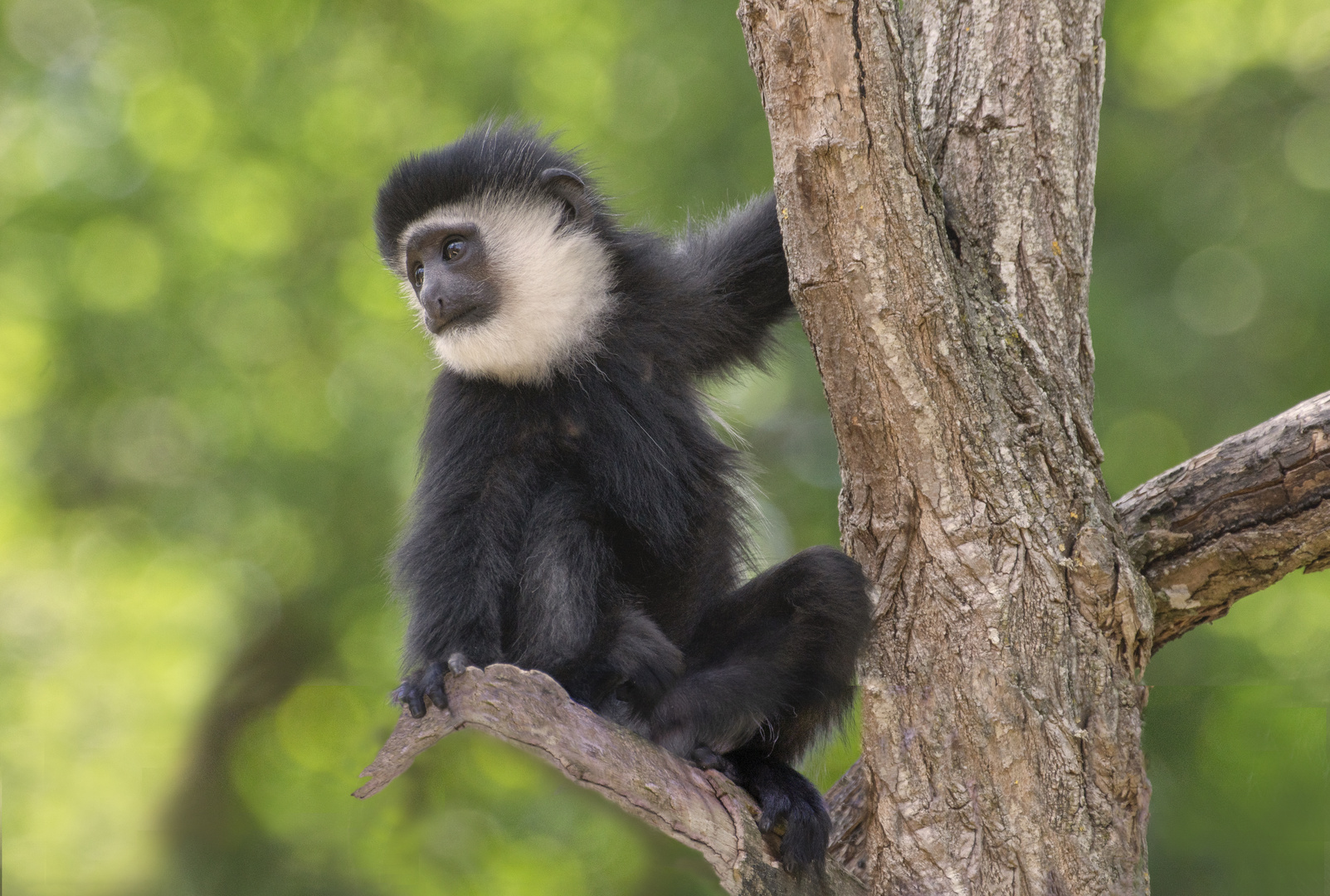 Bien installé pour observer ! (Colobus guereza, colobe guéréza)