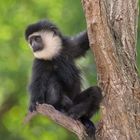 Bien installé pour observer ! (Colobus guereza, colobe guéréza)