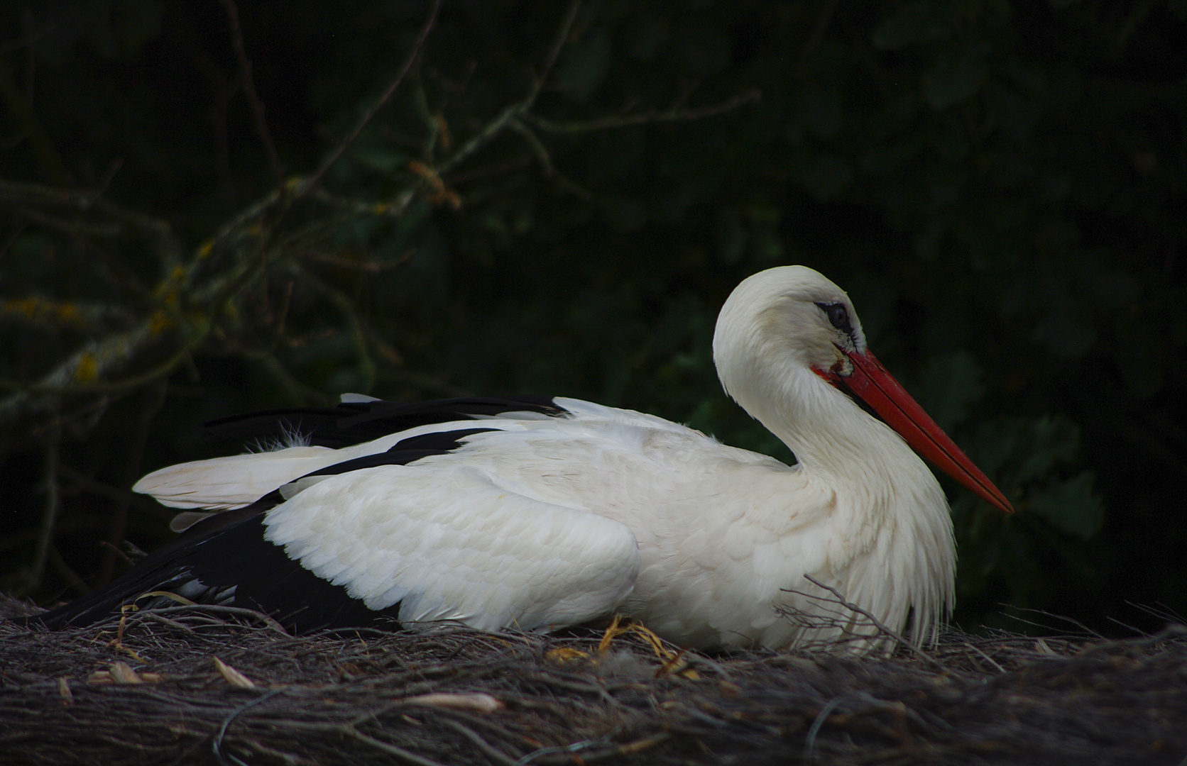 Bien installée (Ciconia ciconia, cigogne blanche)