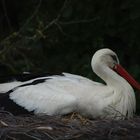 Bien installée (Ciconia ciconia, cigogne blanche)