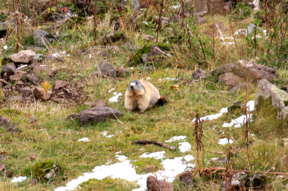 Bien ronde avant l'hiver !