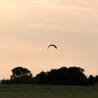 Bien seul dans le ciel rose du coucher.