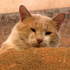 Bien-être dans la medina de Marrakech