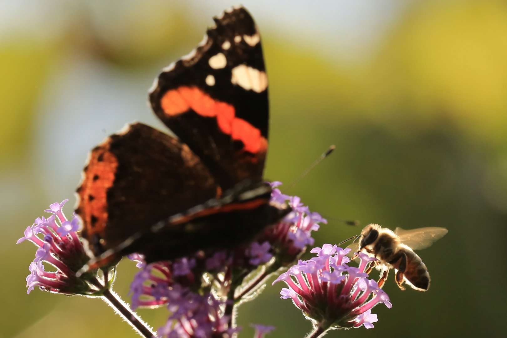 Bien und Schmetterling an Verbene