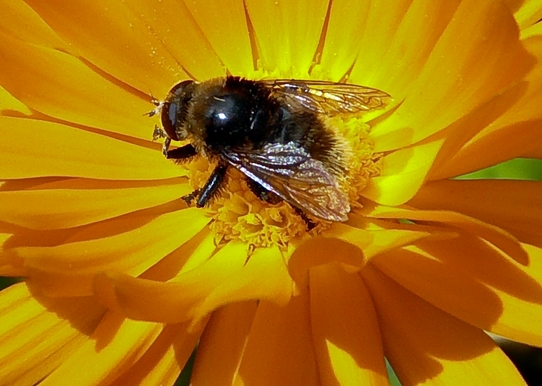 Bienchen