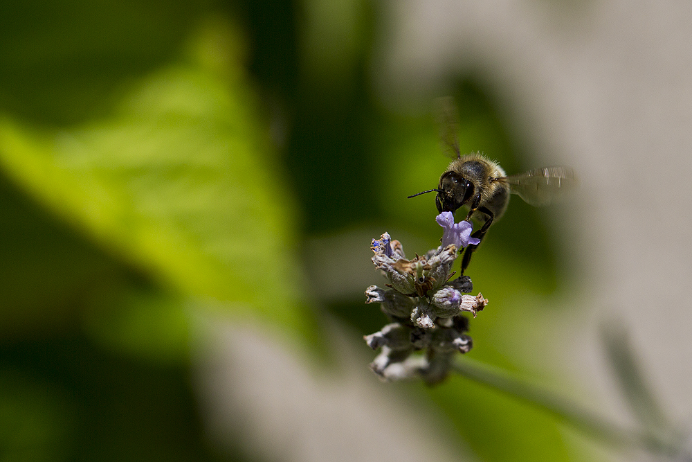 Bienchen....