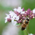 Bienchen