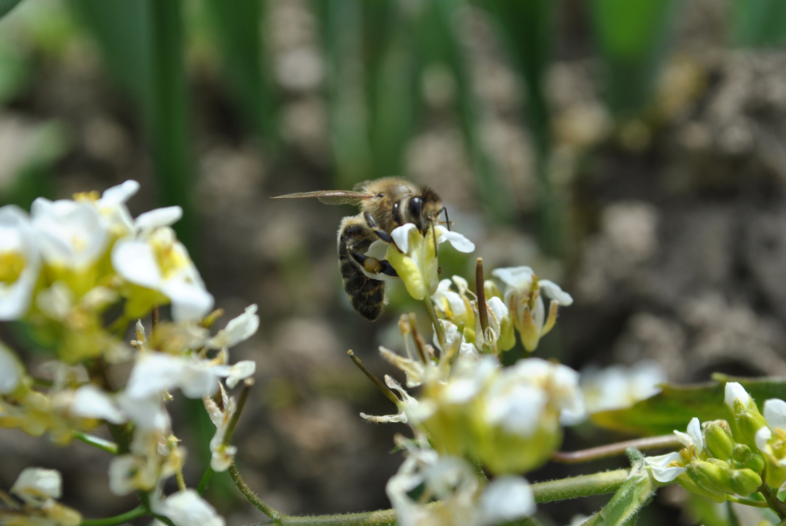 bienchen