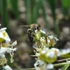 bienchen