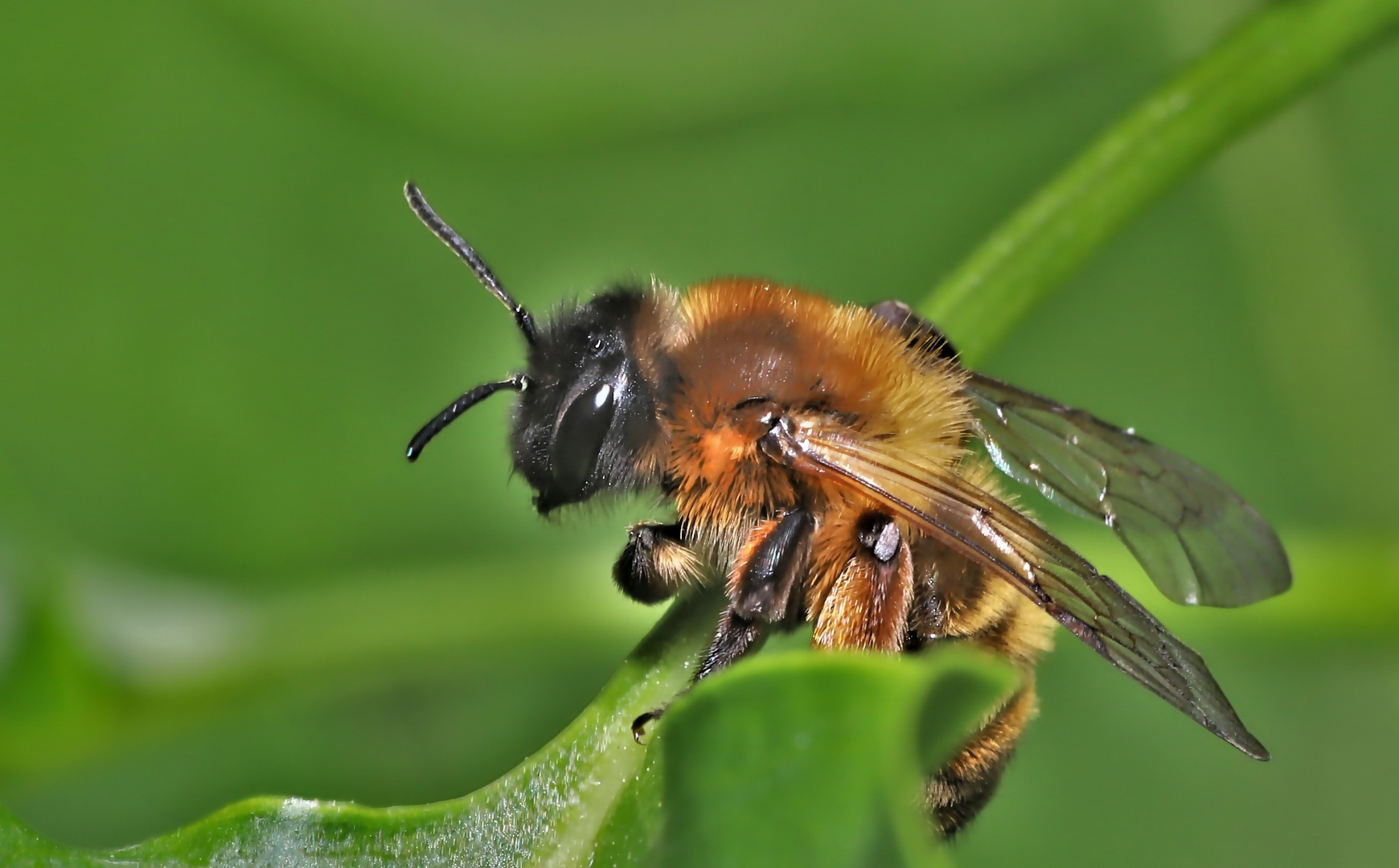 Bienchen