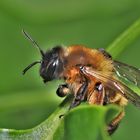 Bienchen