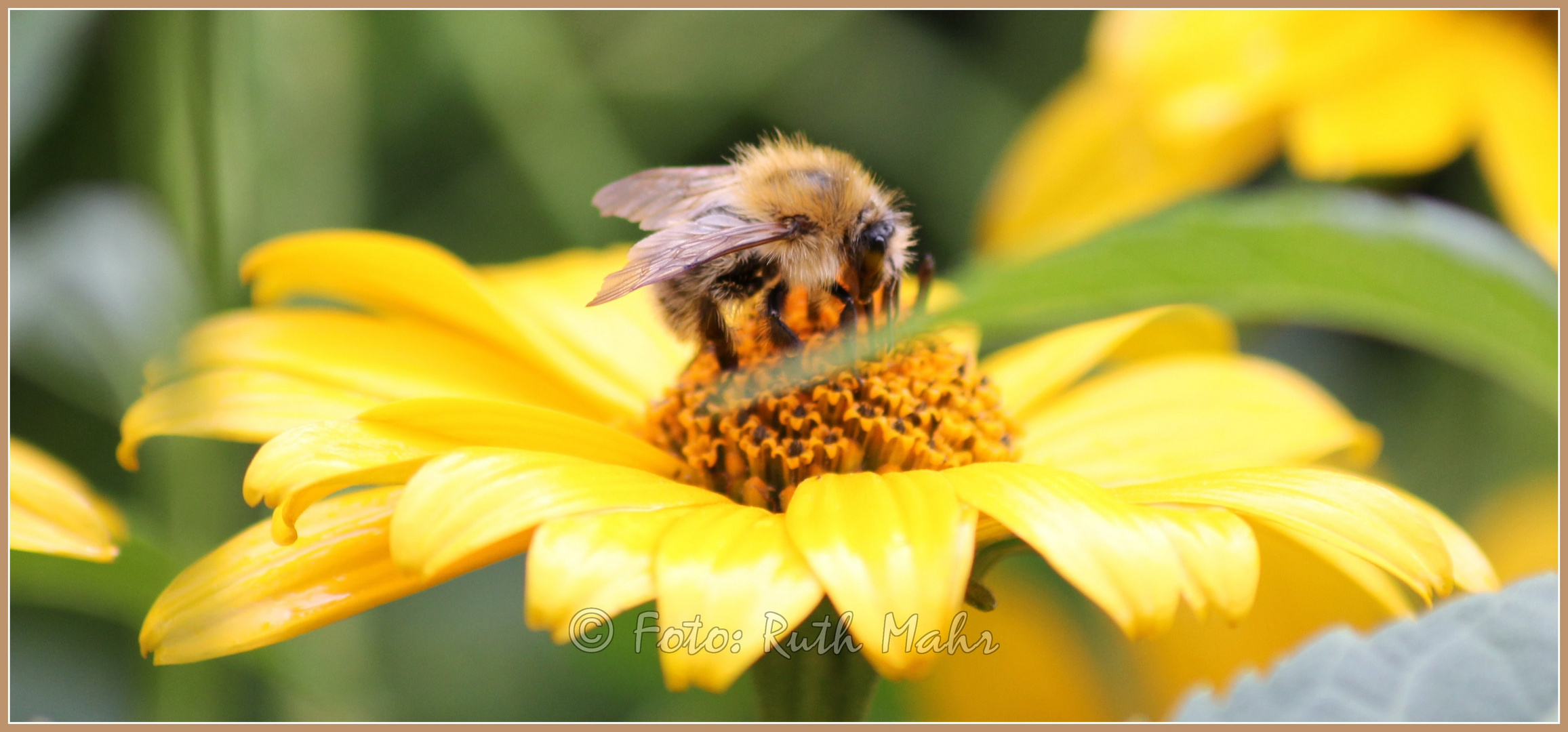 ... Bienchen