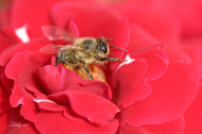 Bienchen