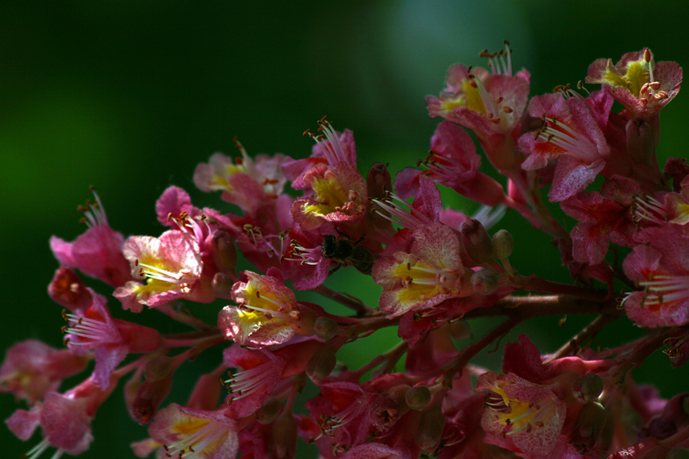 Bienchen