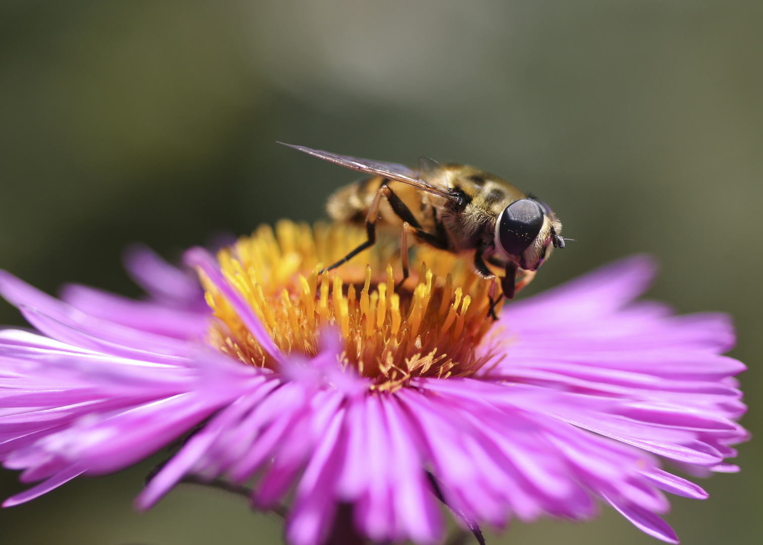 Bienchen