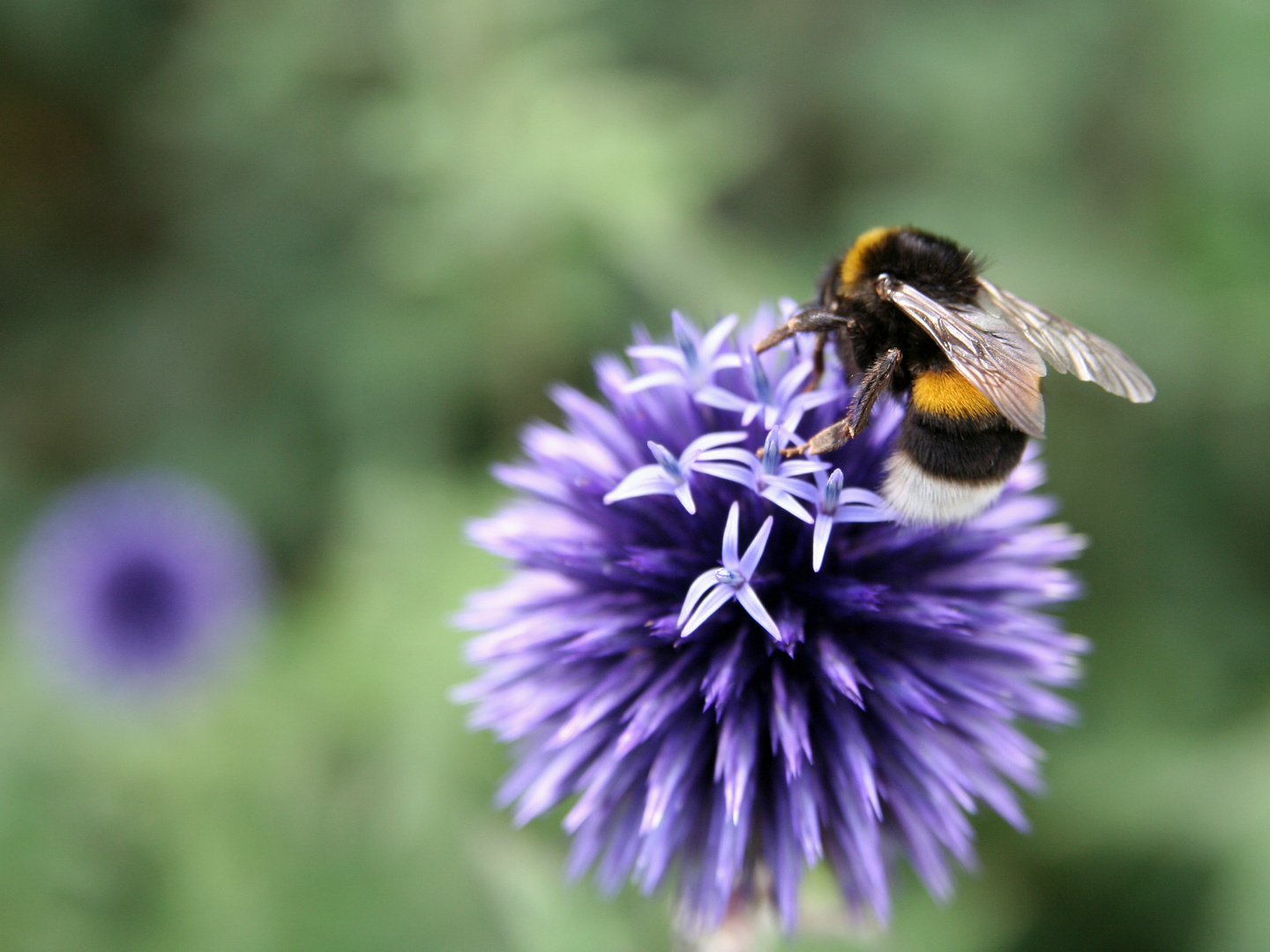 Bienchen