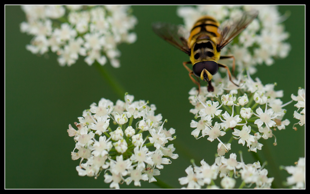 Bienchen