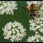 Bienchen