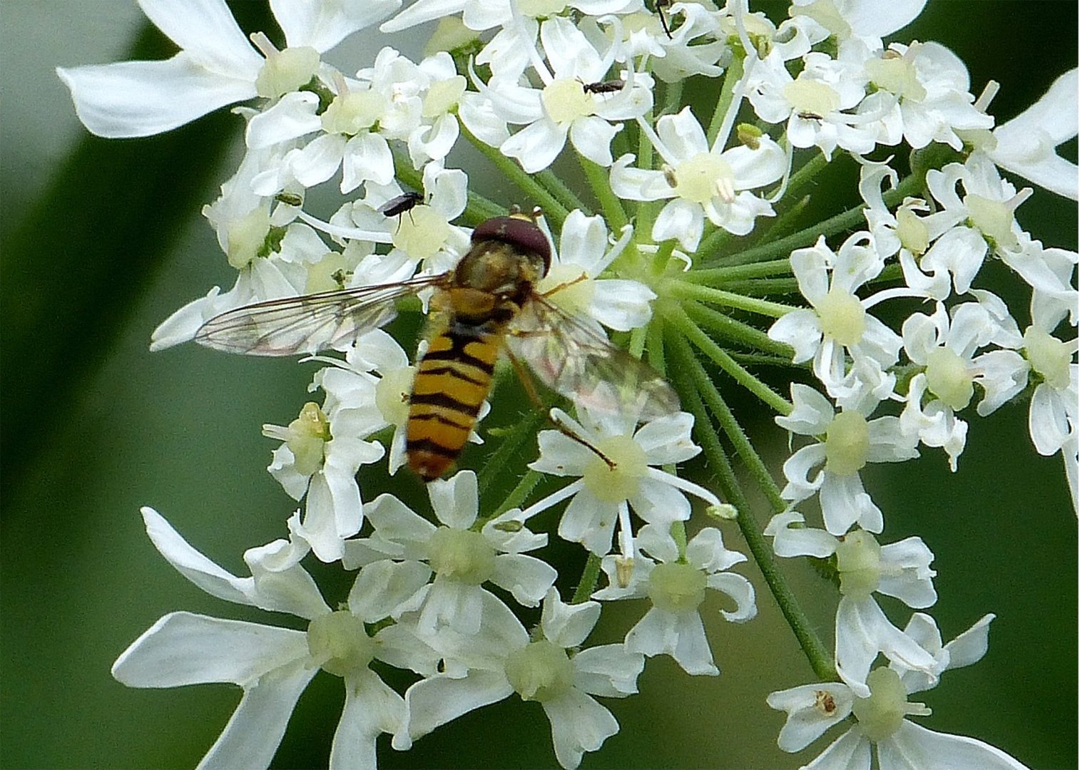 Bienchen 1