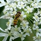 Bienchen 1