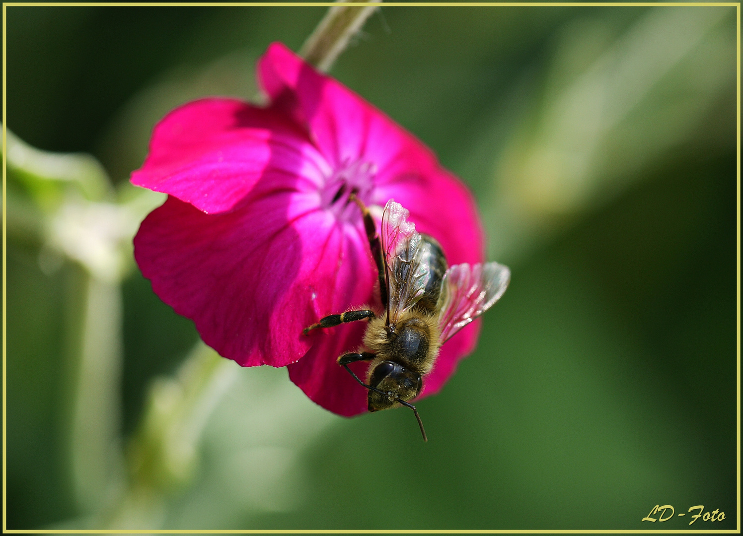 Bienchen 1