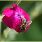 Bienchen 1