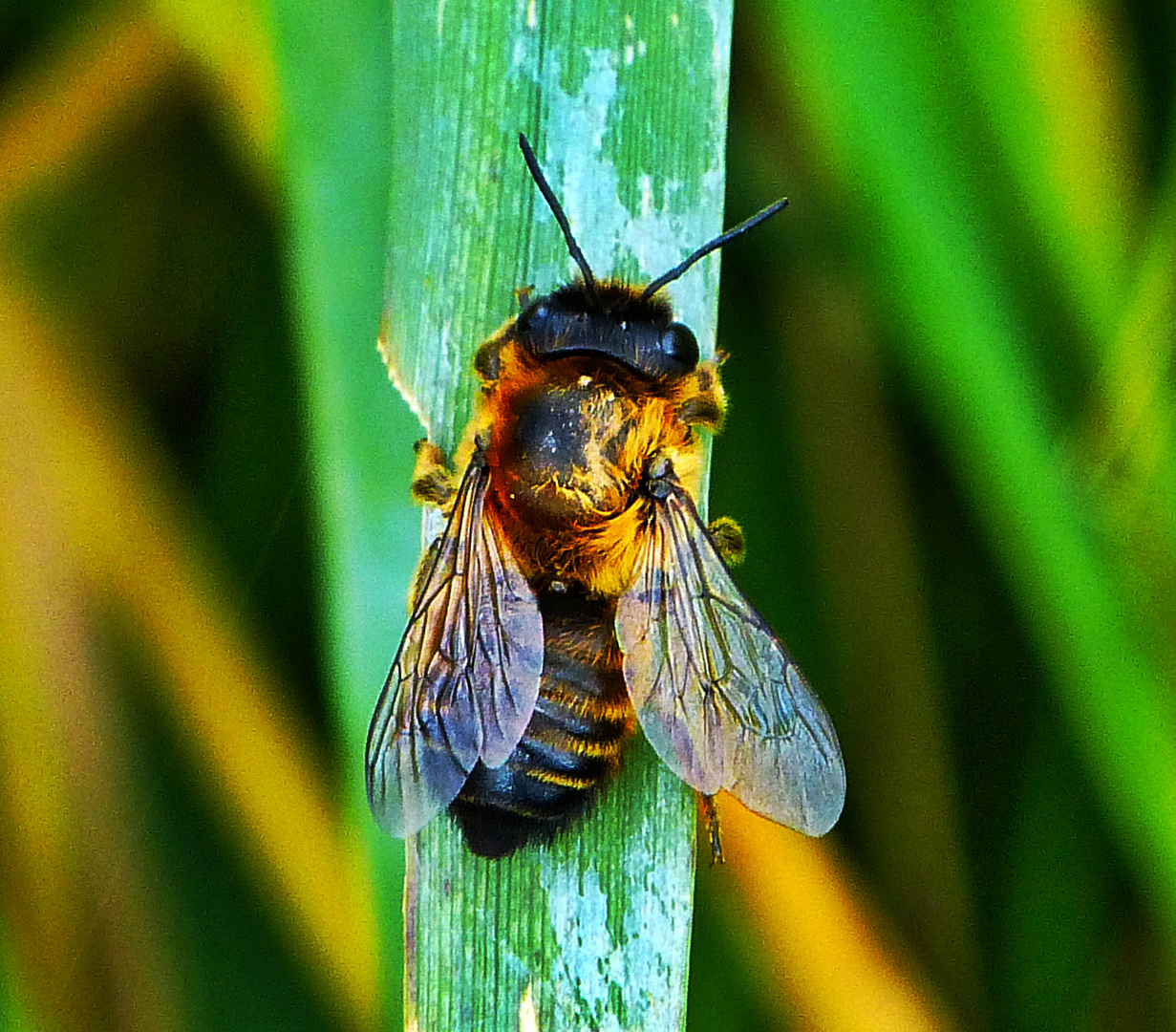 Bienchen 1