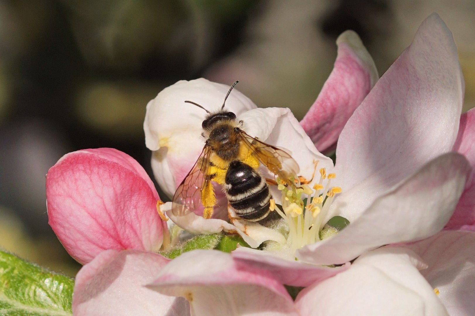 Bienchen 1