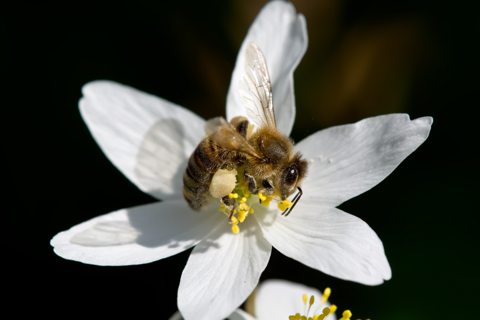 Bienchen 1/11