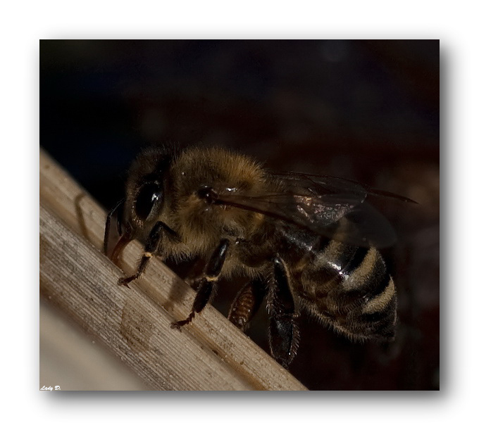 Bienchen