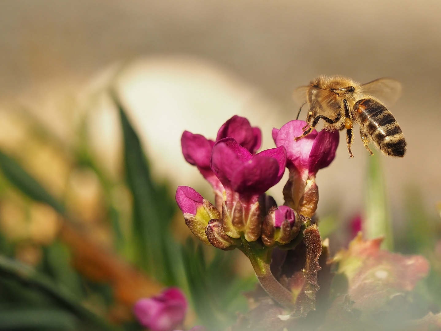 Bienchen.....