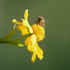 Bienchen