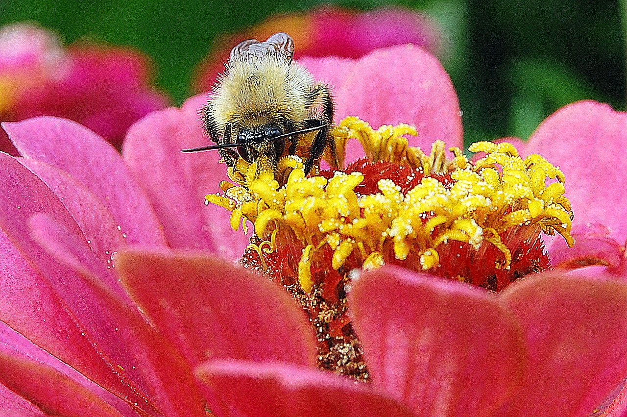 Bienchen